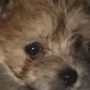 Meet your Posher, Pamela